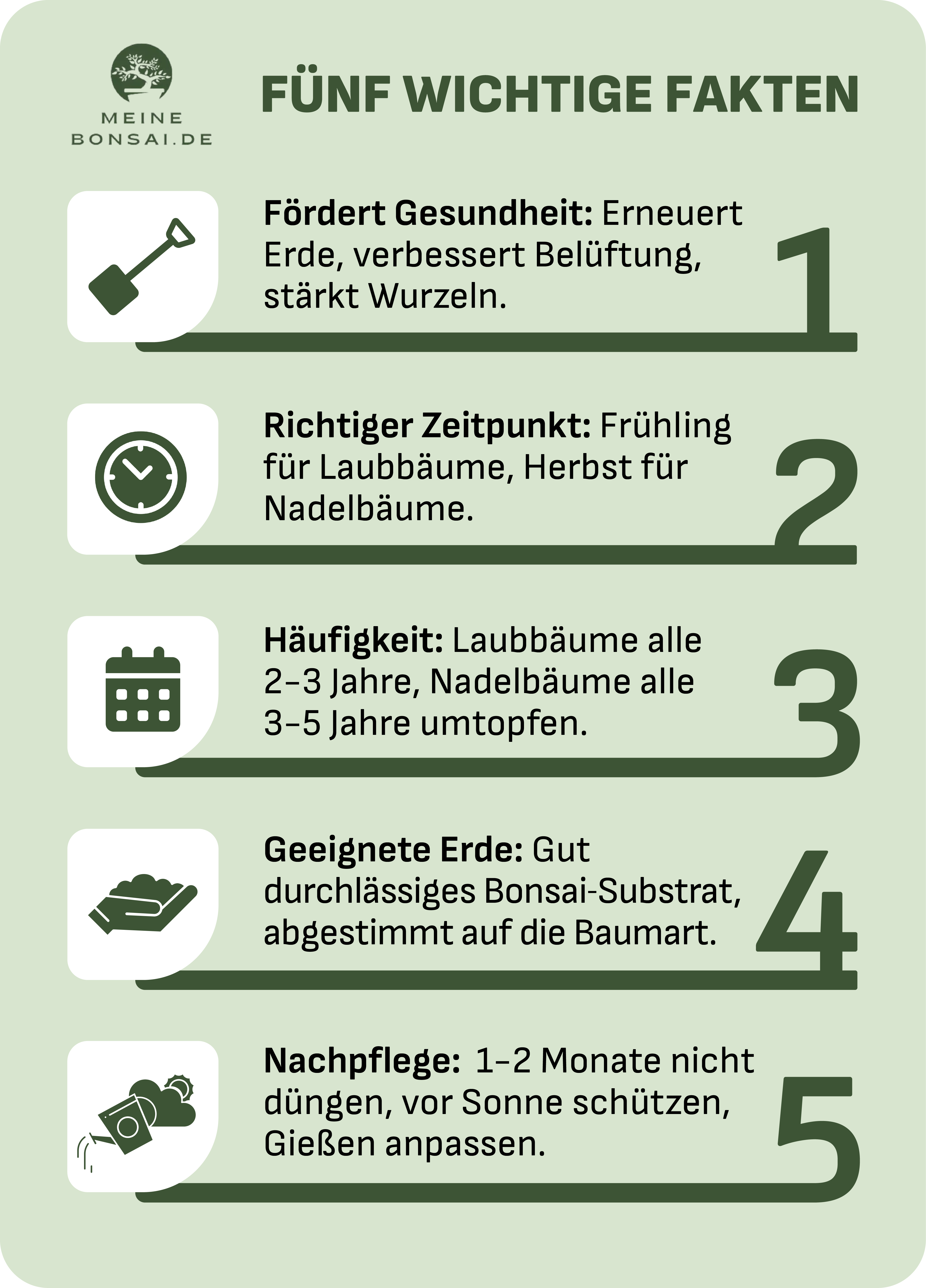 bonsai umtopfen infografik