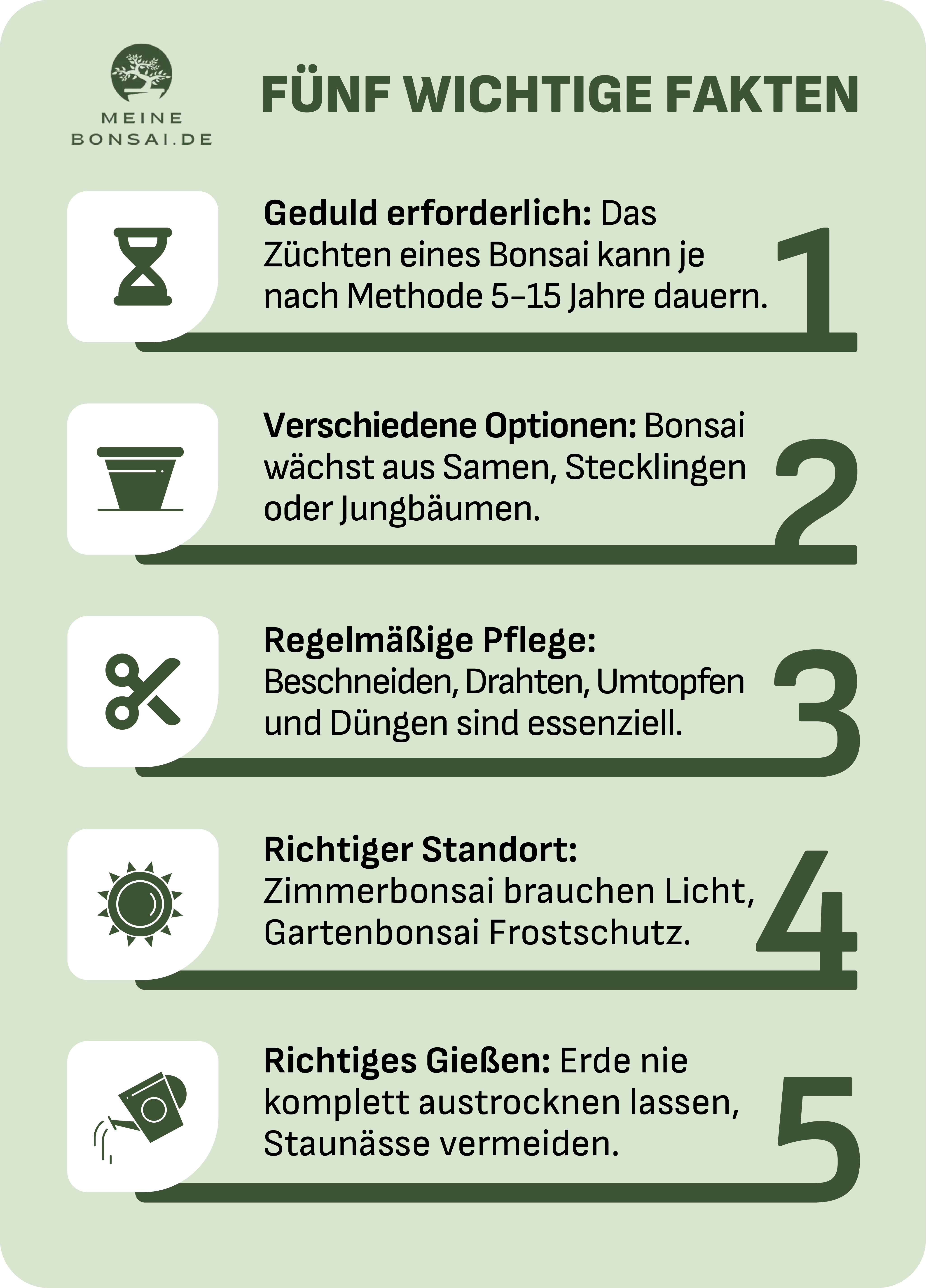 bonsai selber ziehen infografik