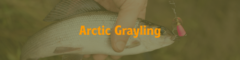 Arctic Grayling