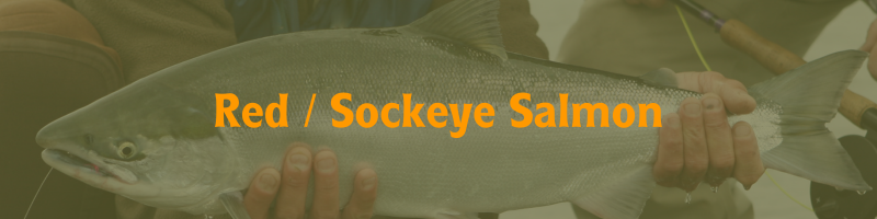 Red / Sockeye Salmon