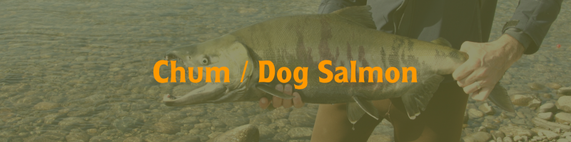Chum - Dog Salmon