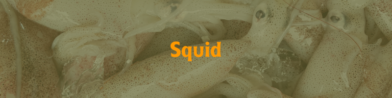 Squid