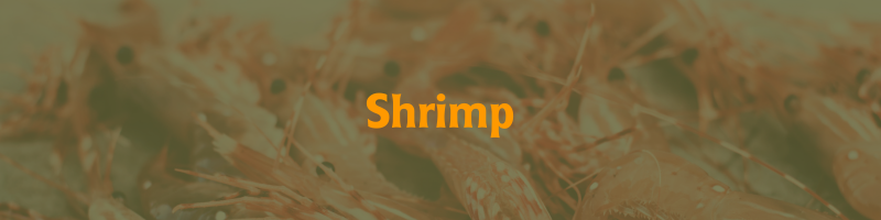 Shrimp