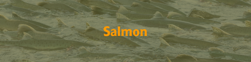 Salmon