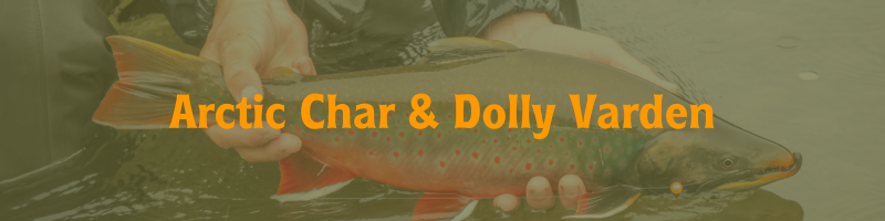Arctic Char & Dolly Varden