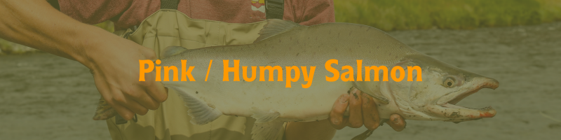 Pink - Humpy Salmon