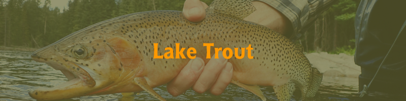 Lake Trout