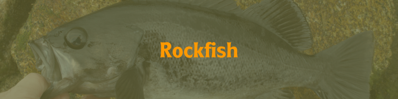 Rockfish