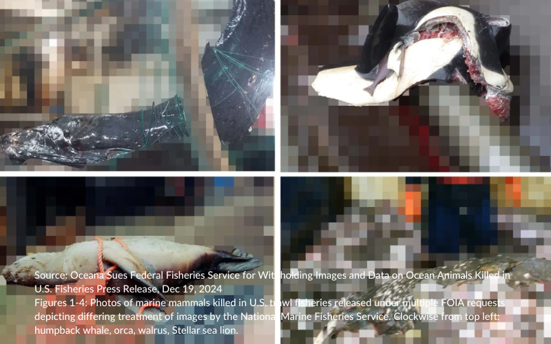 Ocean NOAA Redacted Bycatch Images Screenshot