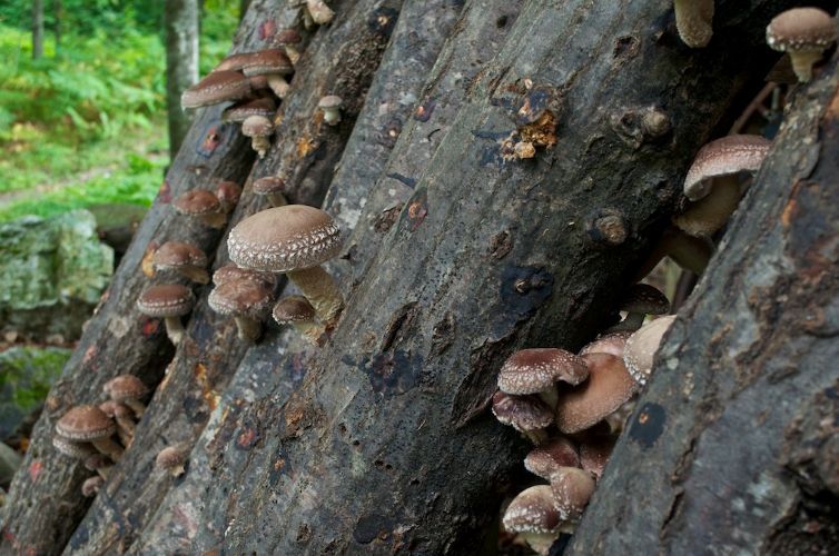 Shiitake kweken op stammen