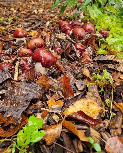 Wine Caps Snipperbed