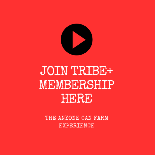 Tribe+ membership
