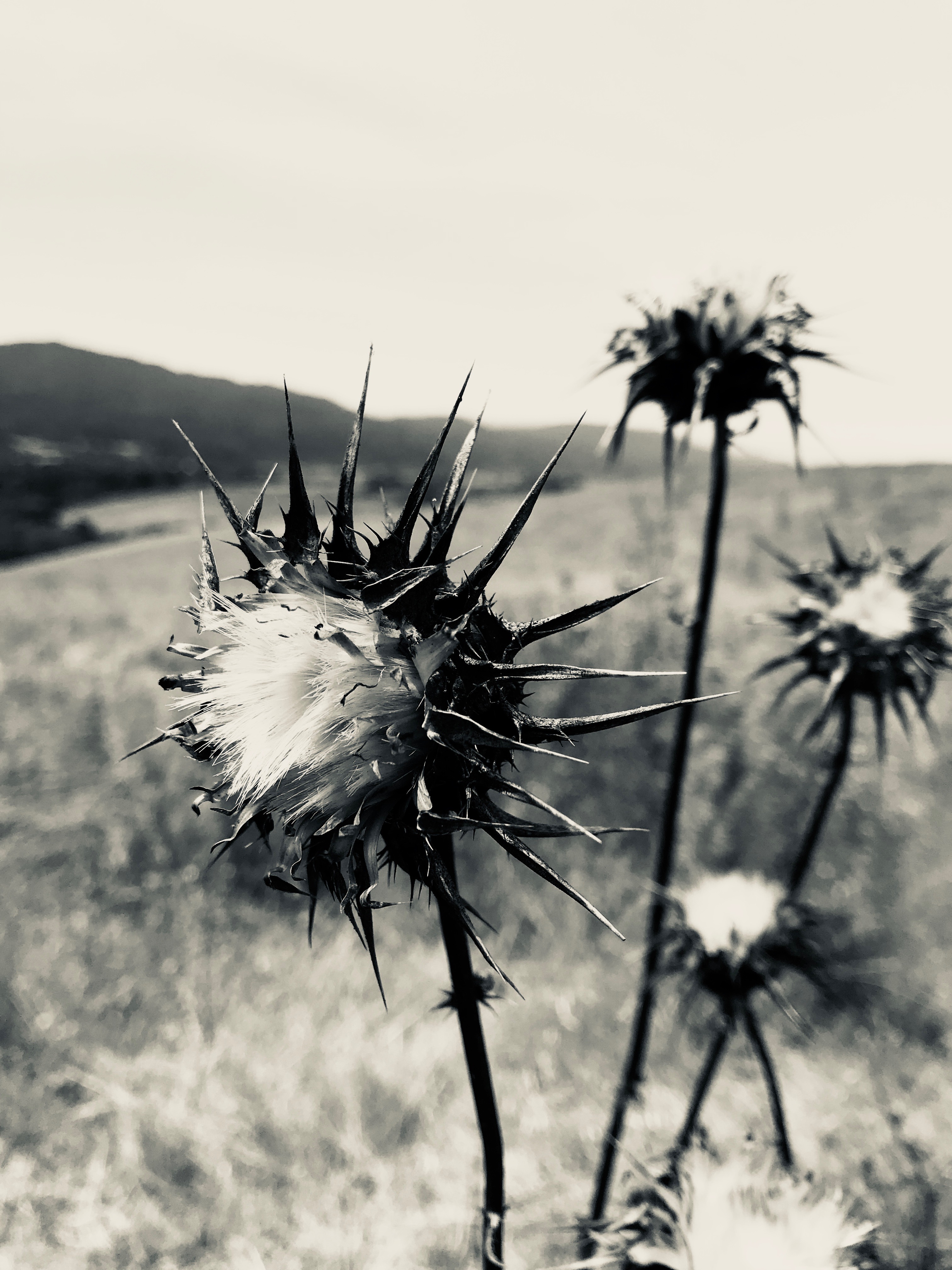 Black n White Flowers