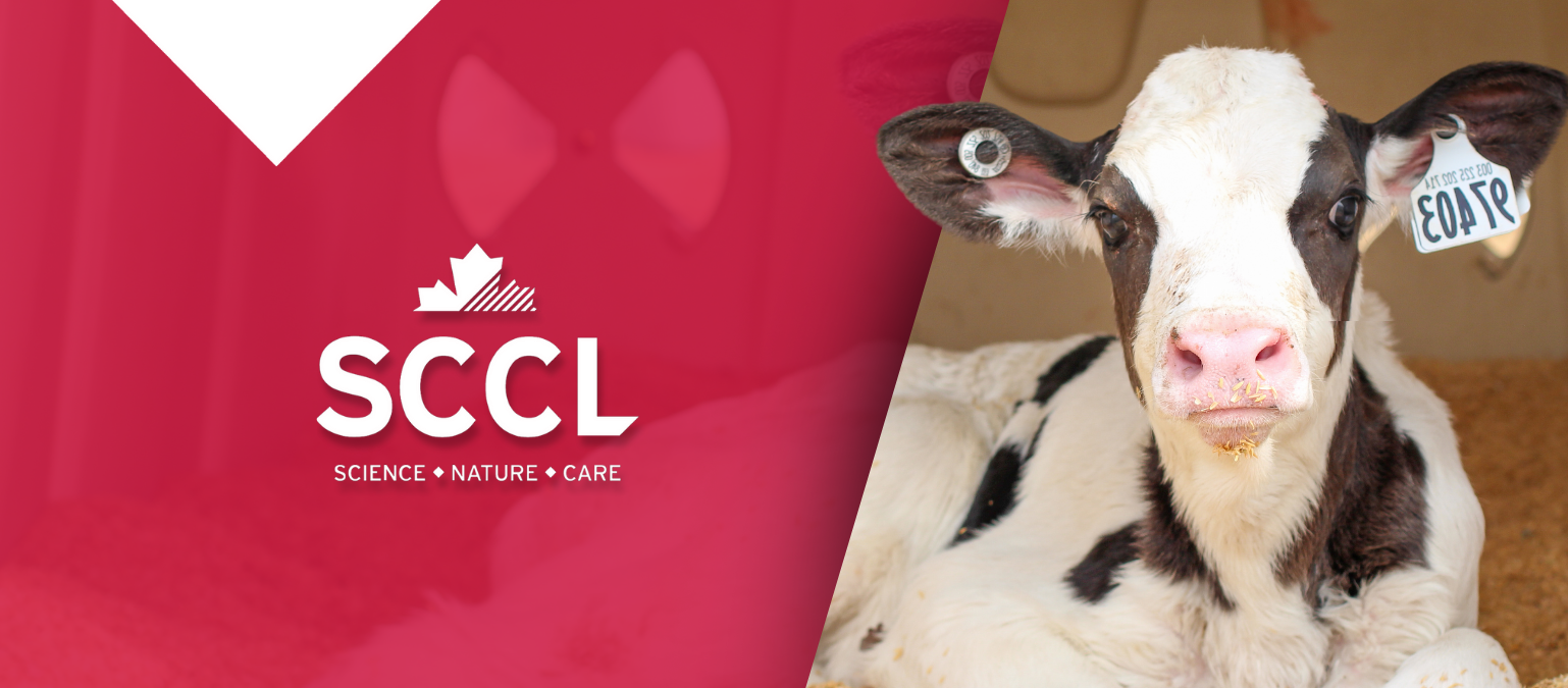 SCCL Logo