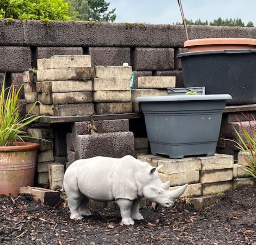 Nashorn 