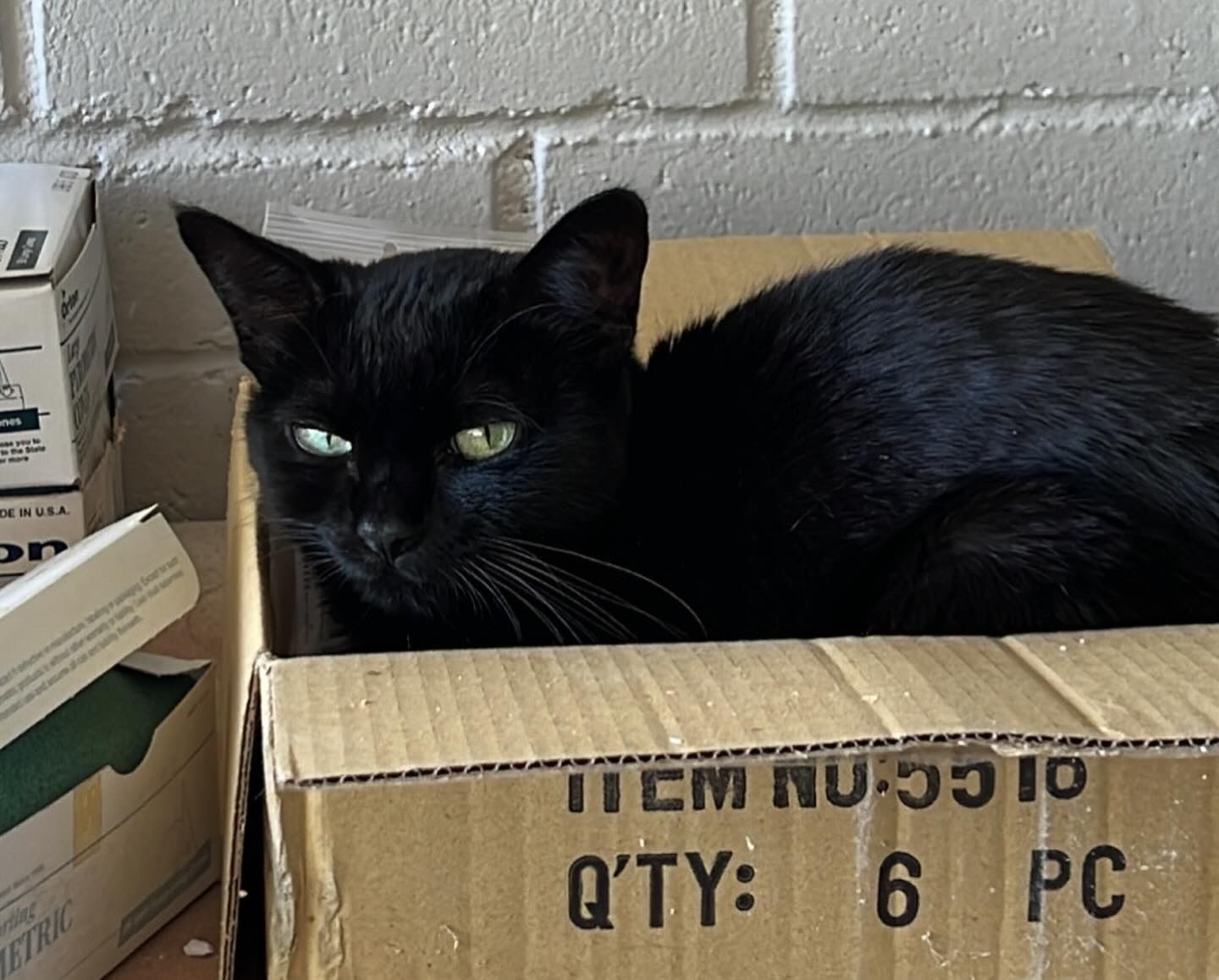 Smudge the cat