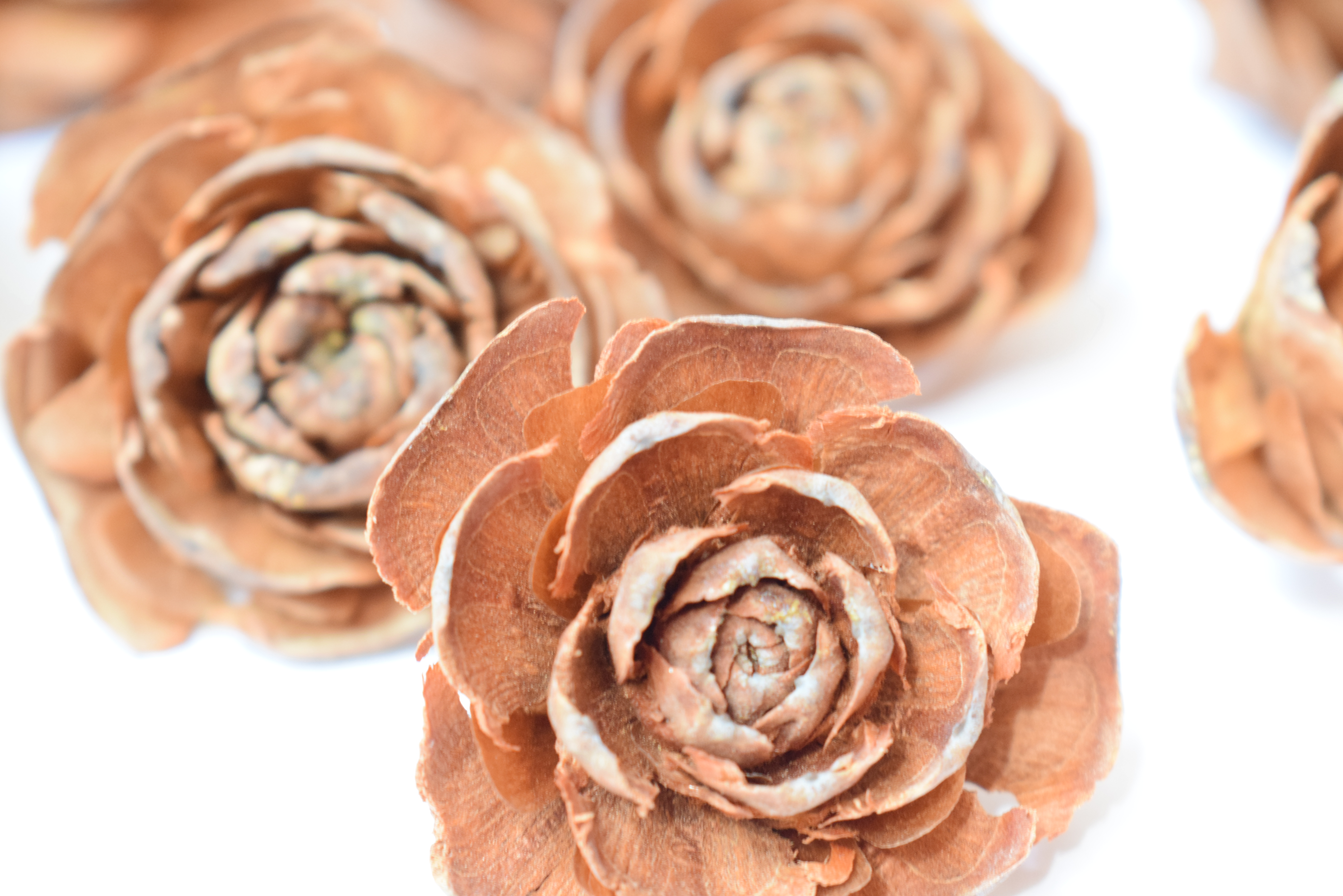 woodrose detail