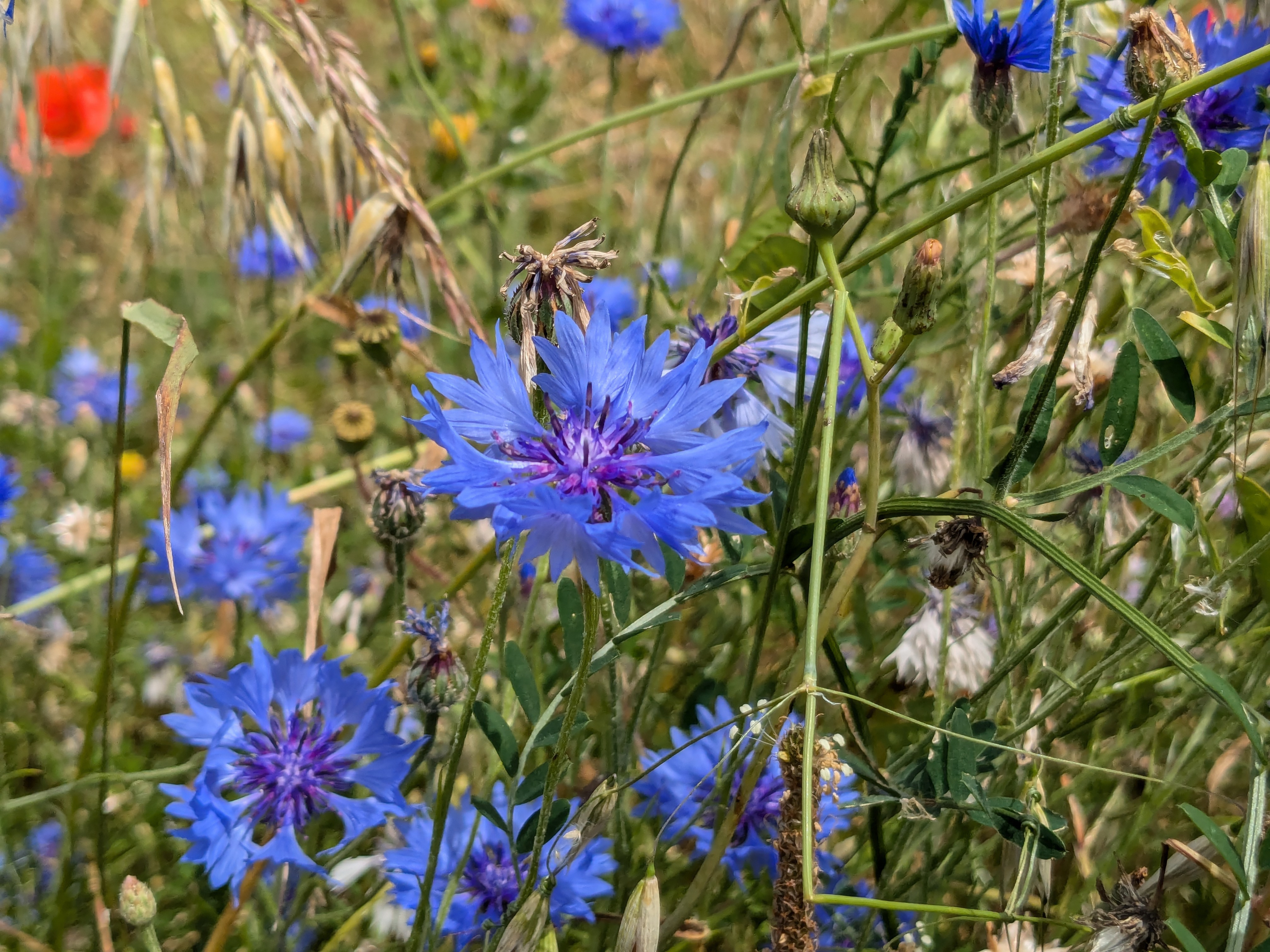 cornflowers growing