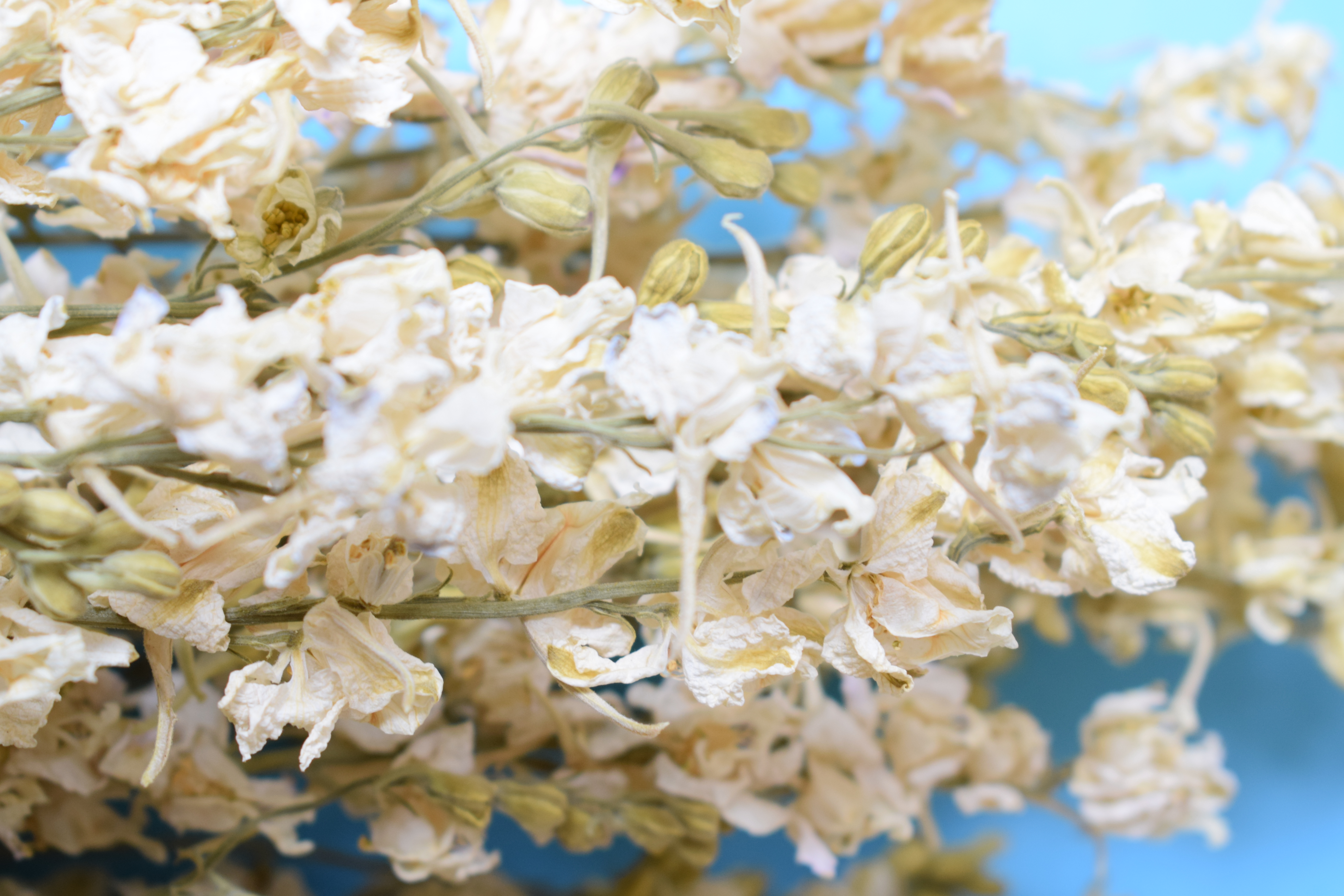 delphinium flowers white dry