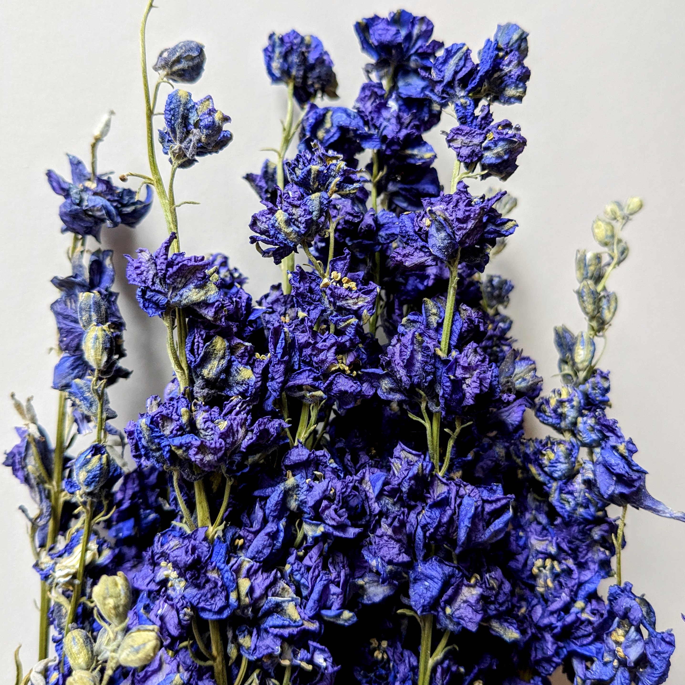 delphinium flowers blue