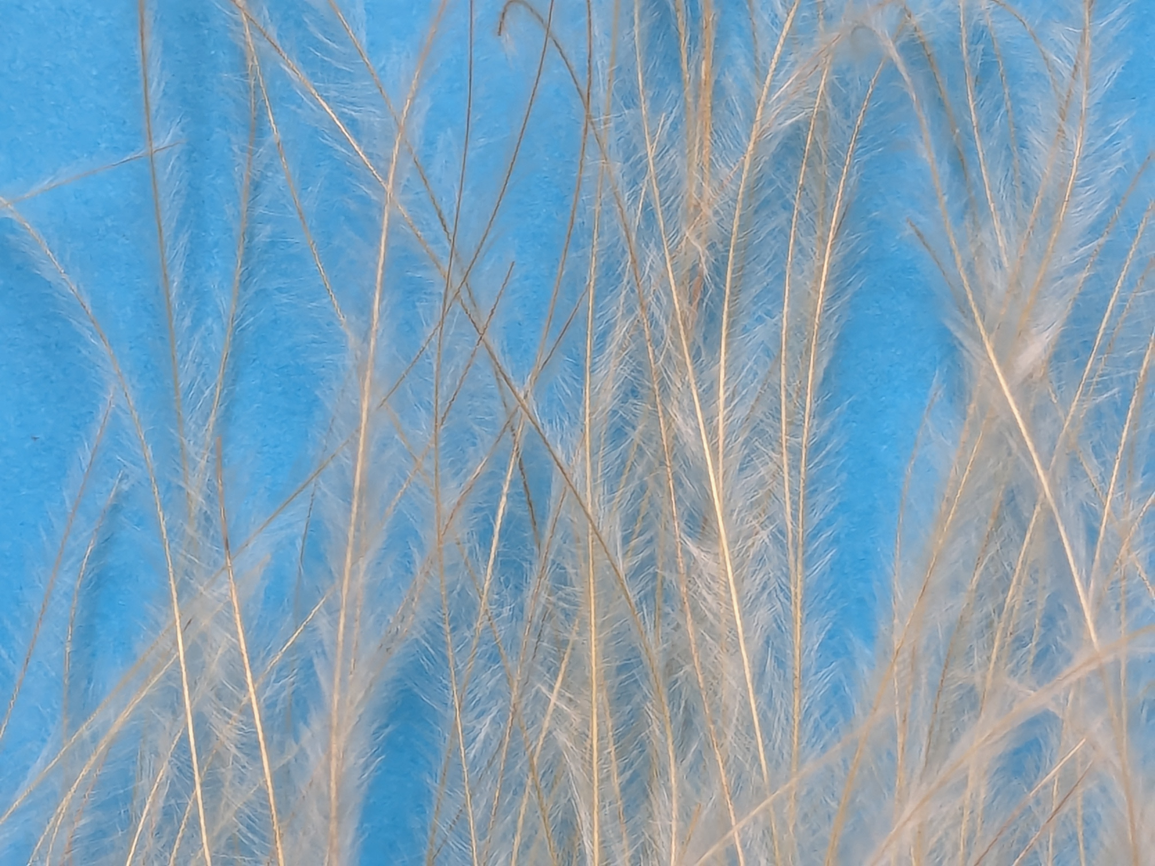 stipa pennata fronds