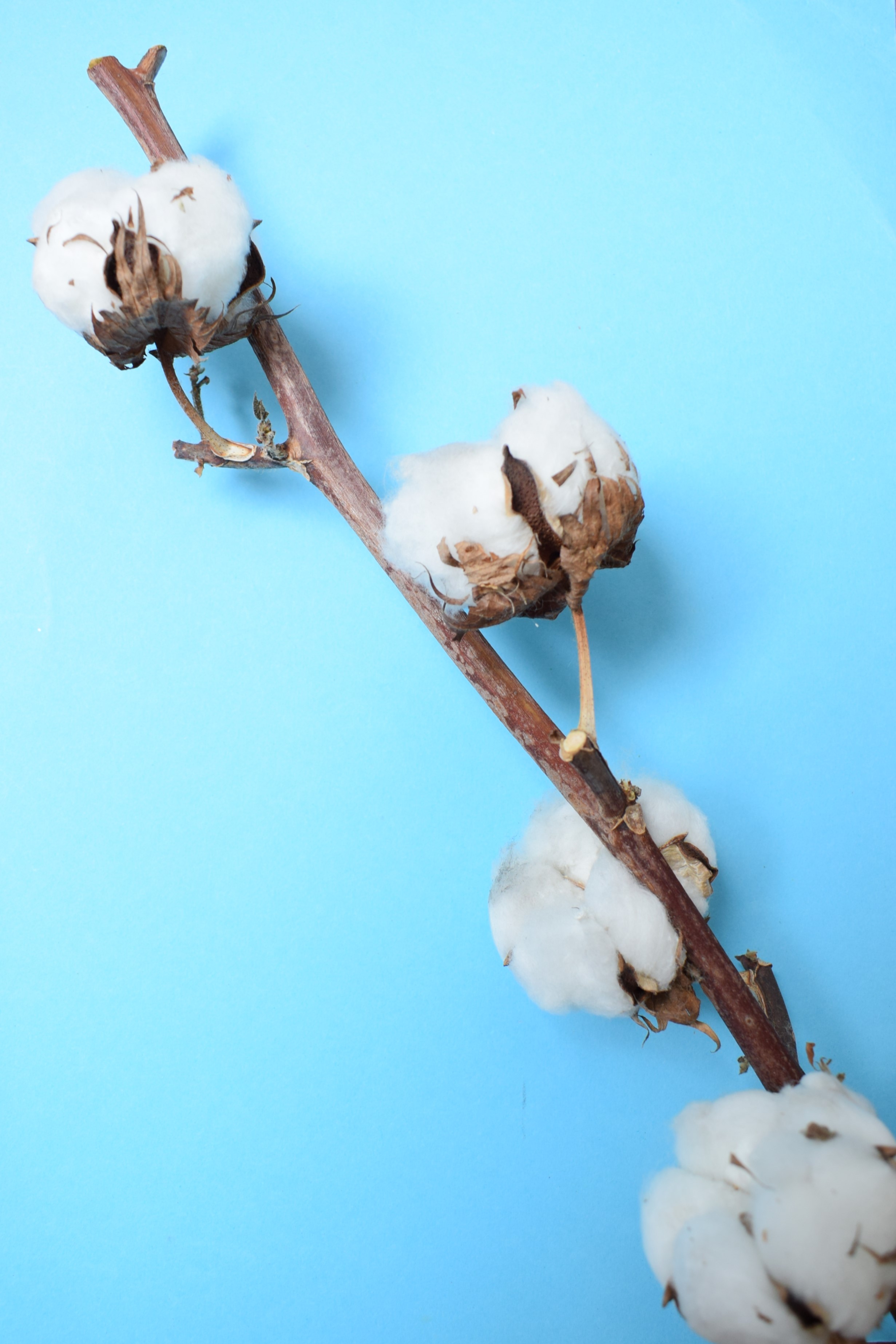gossypium bolls stem