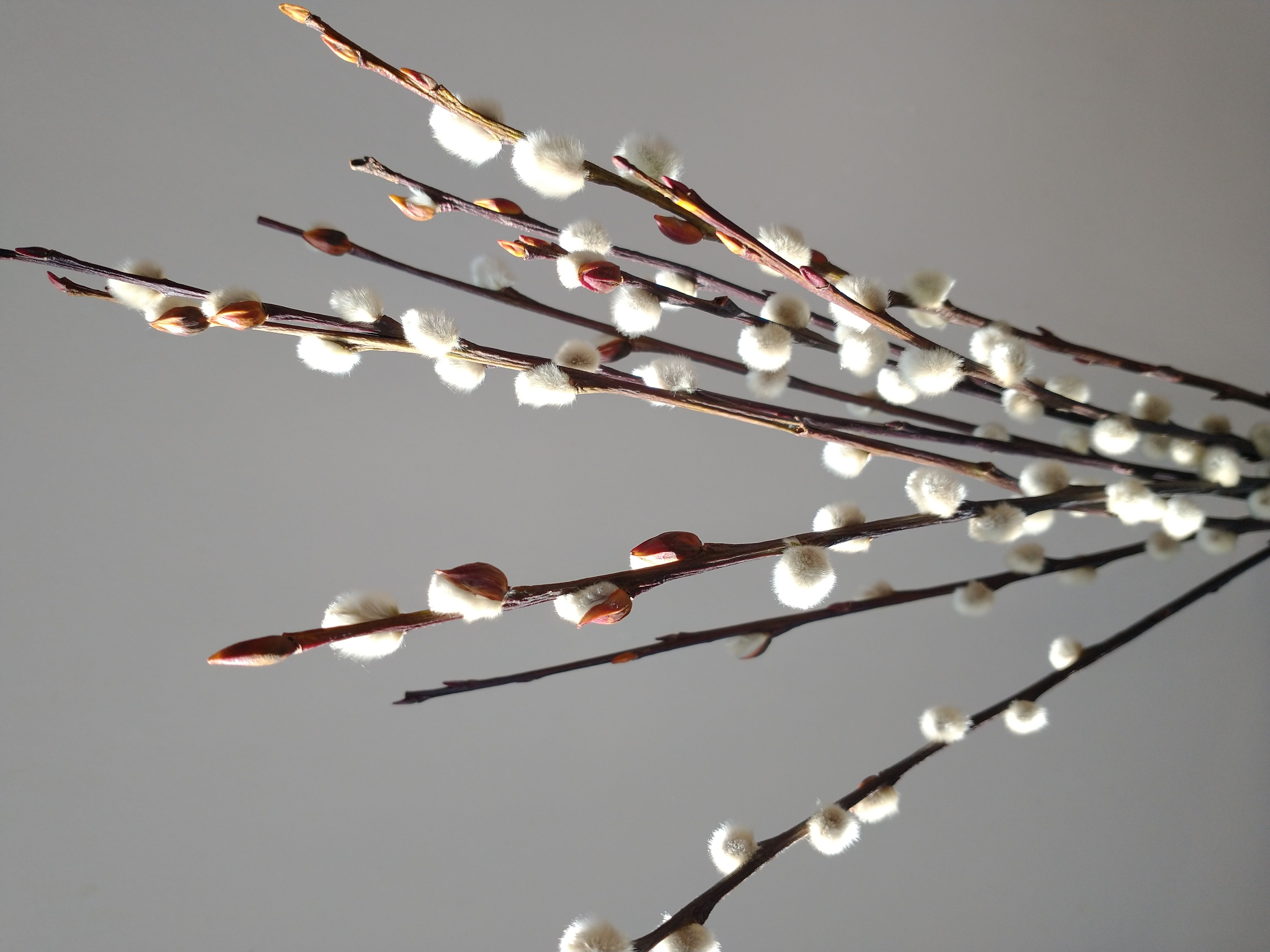 buy dried pussy willow