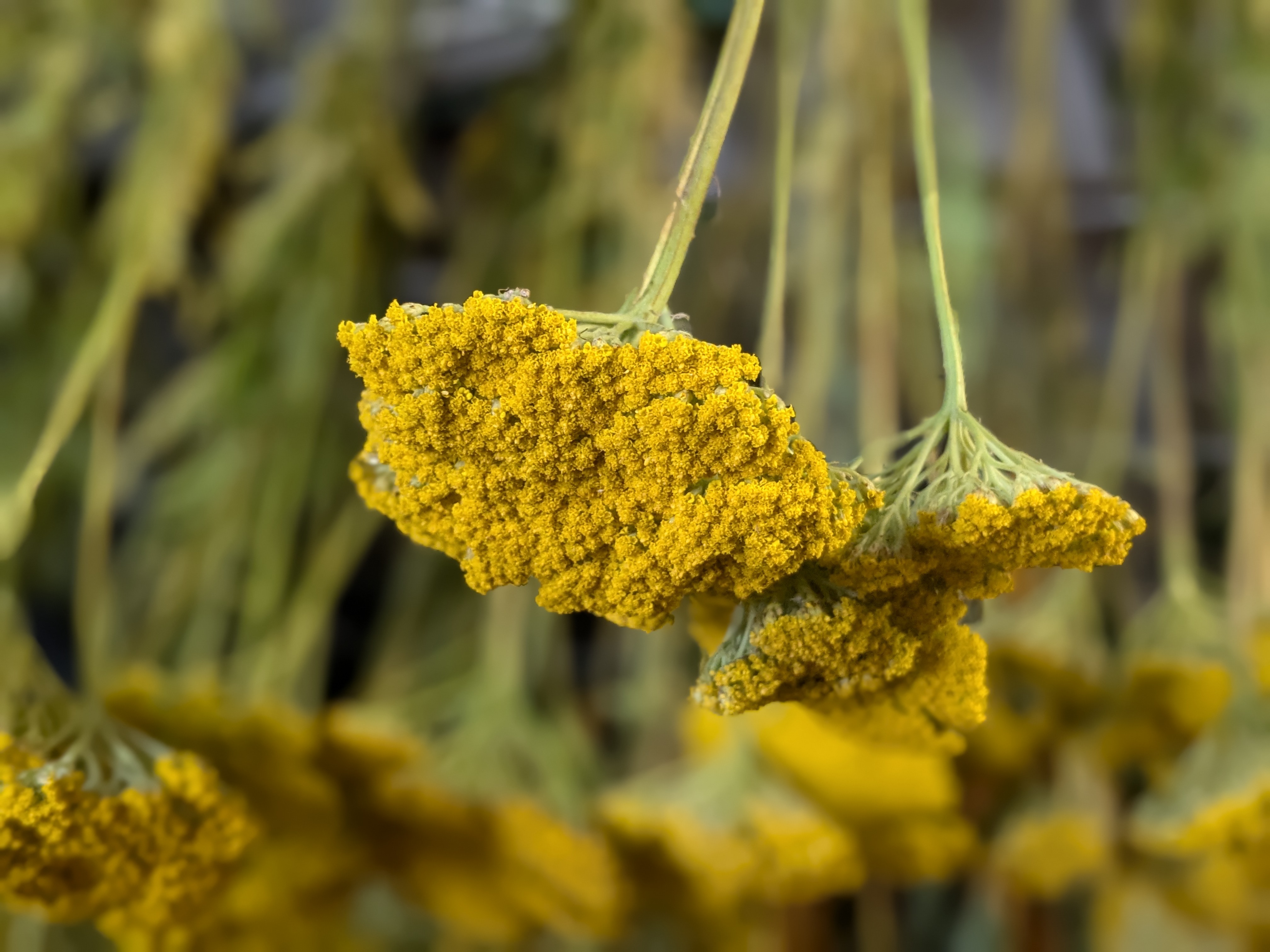 natural yellow achillea drying uk