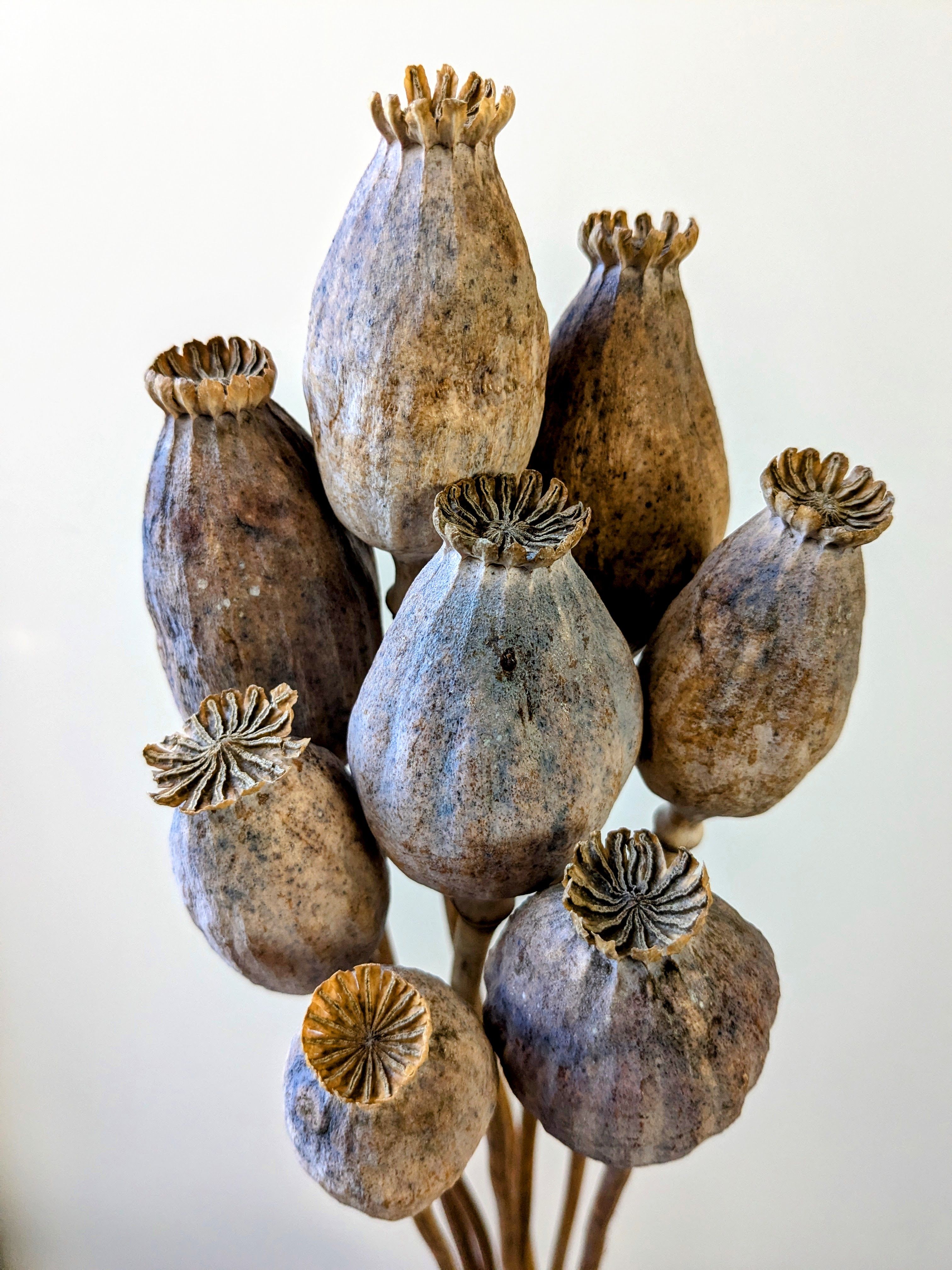 papaver seed heads