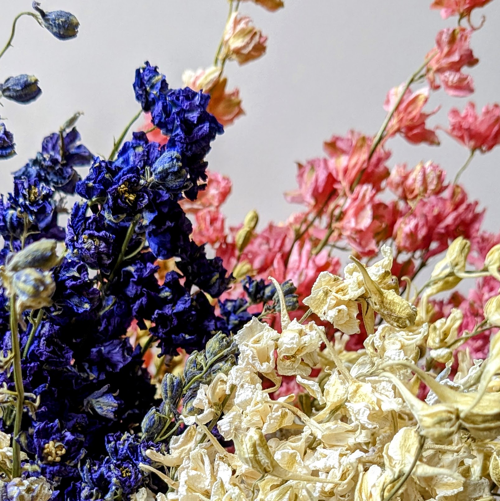 delphinium flowers dry mixed