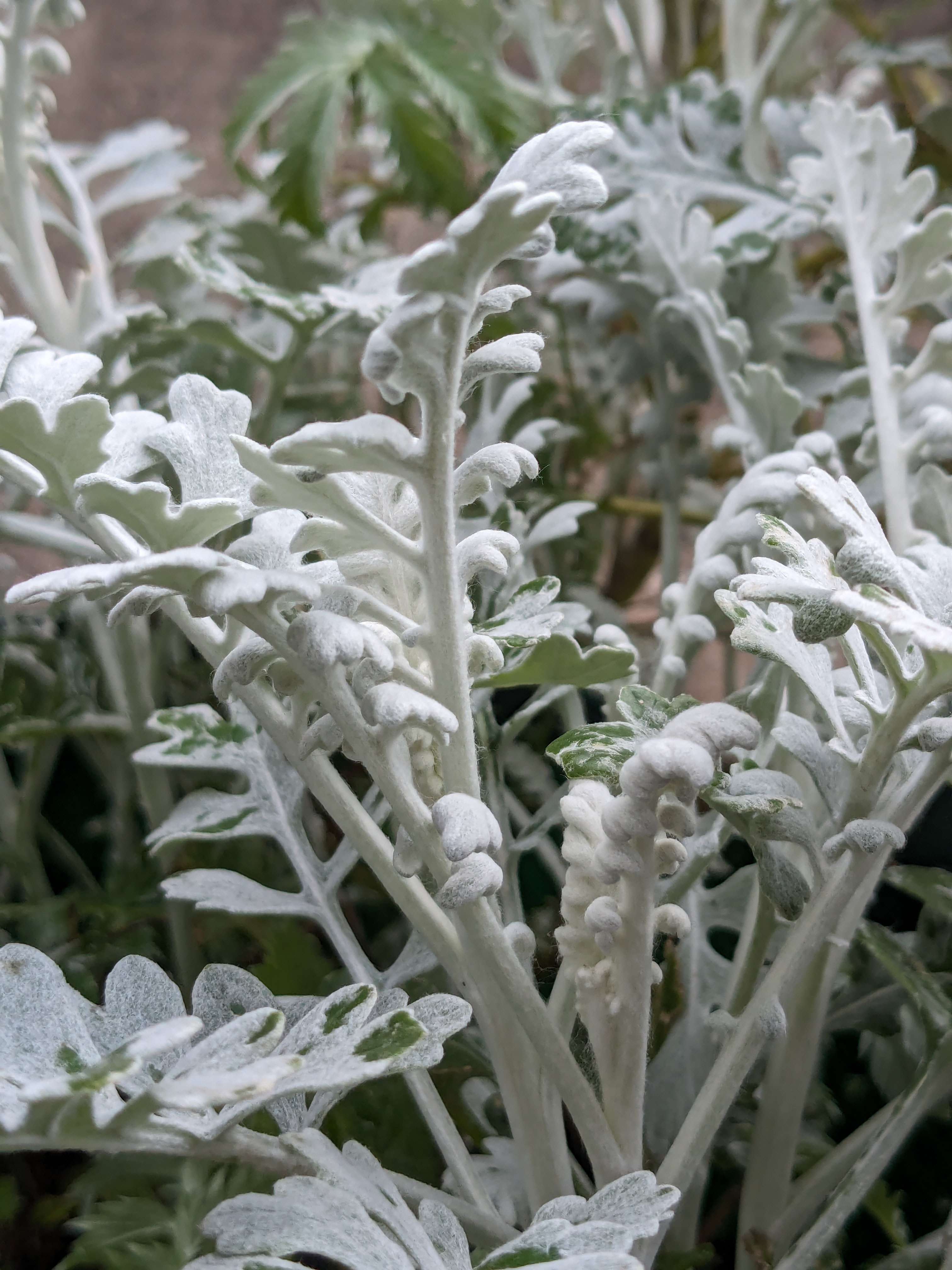 foliage sussex uk