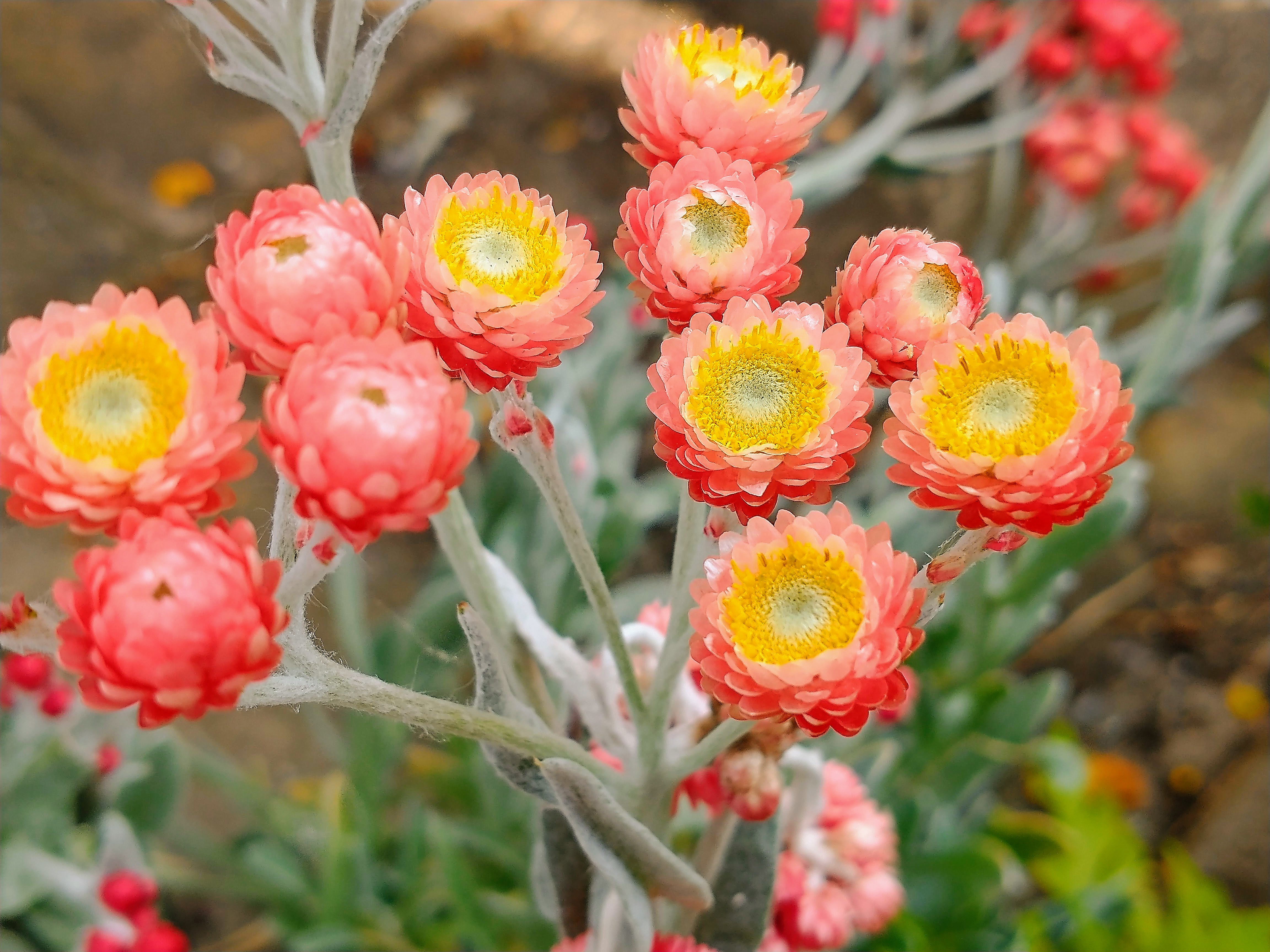 Helichrysum amorginum plant