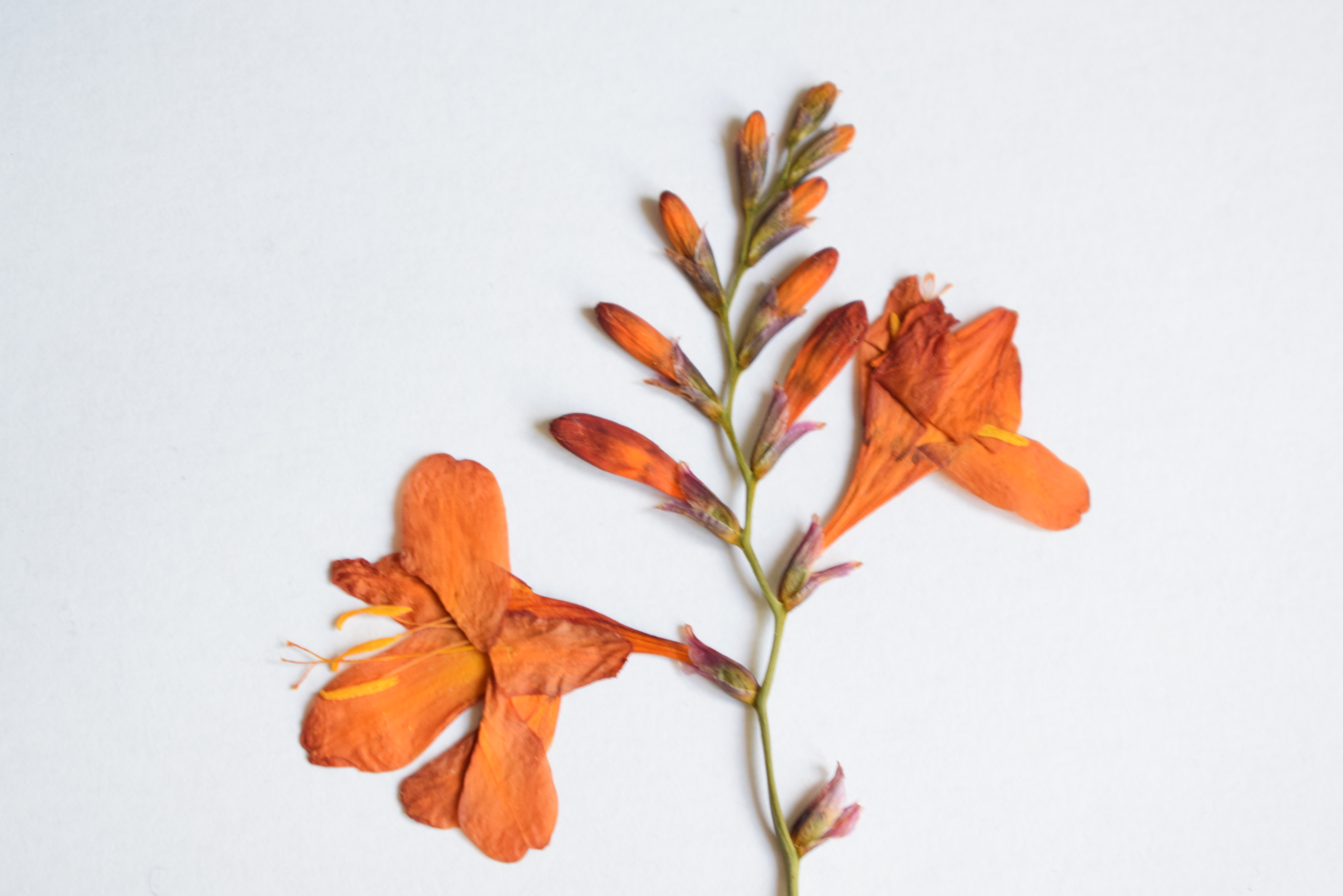 montbretia herbarium