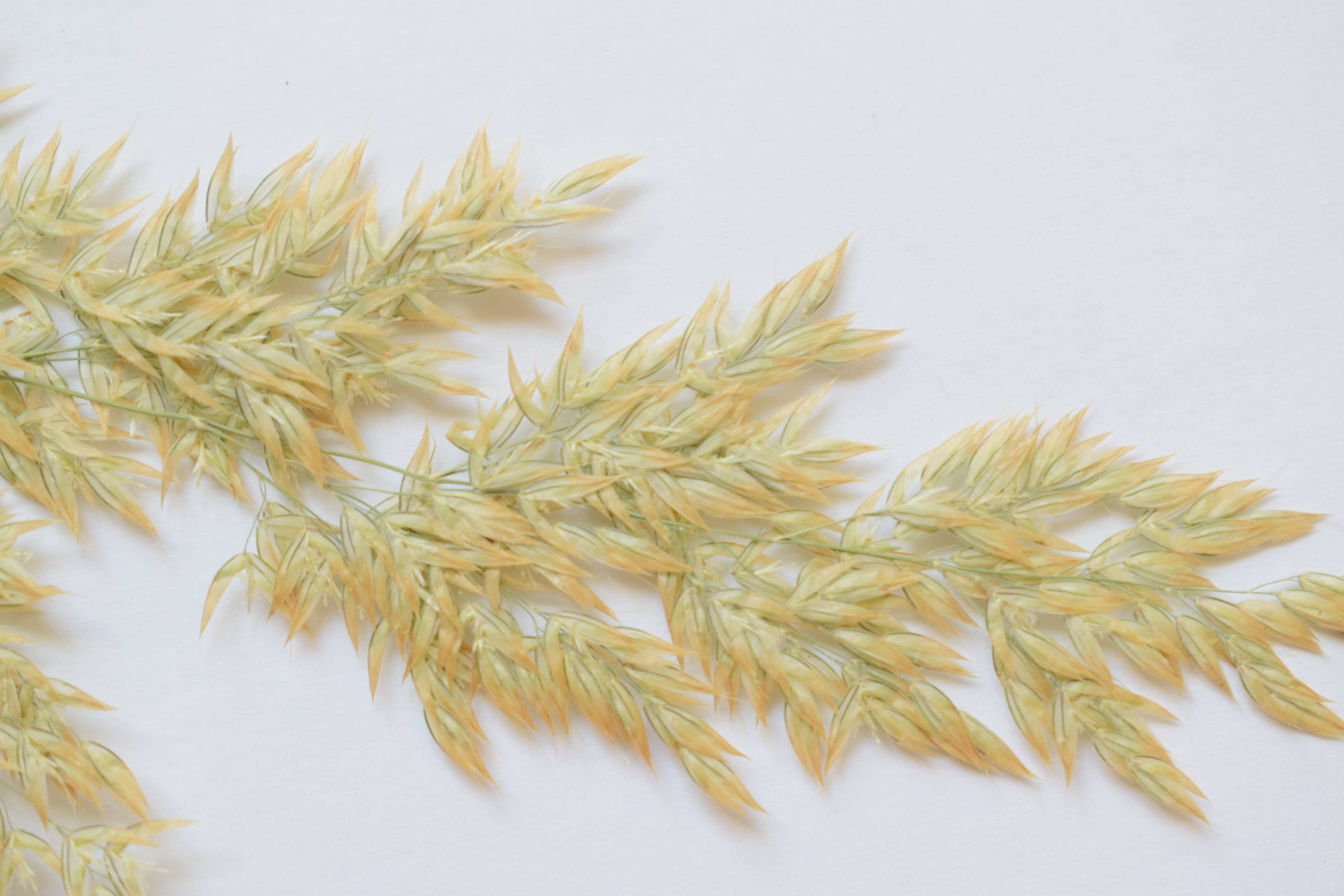 grass seed head
