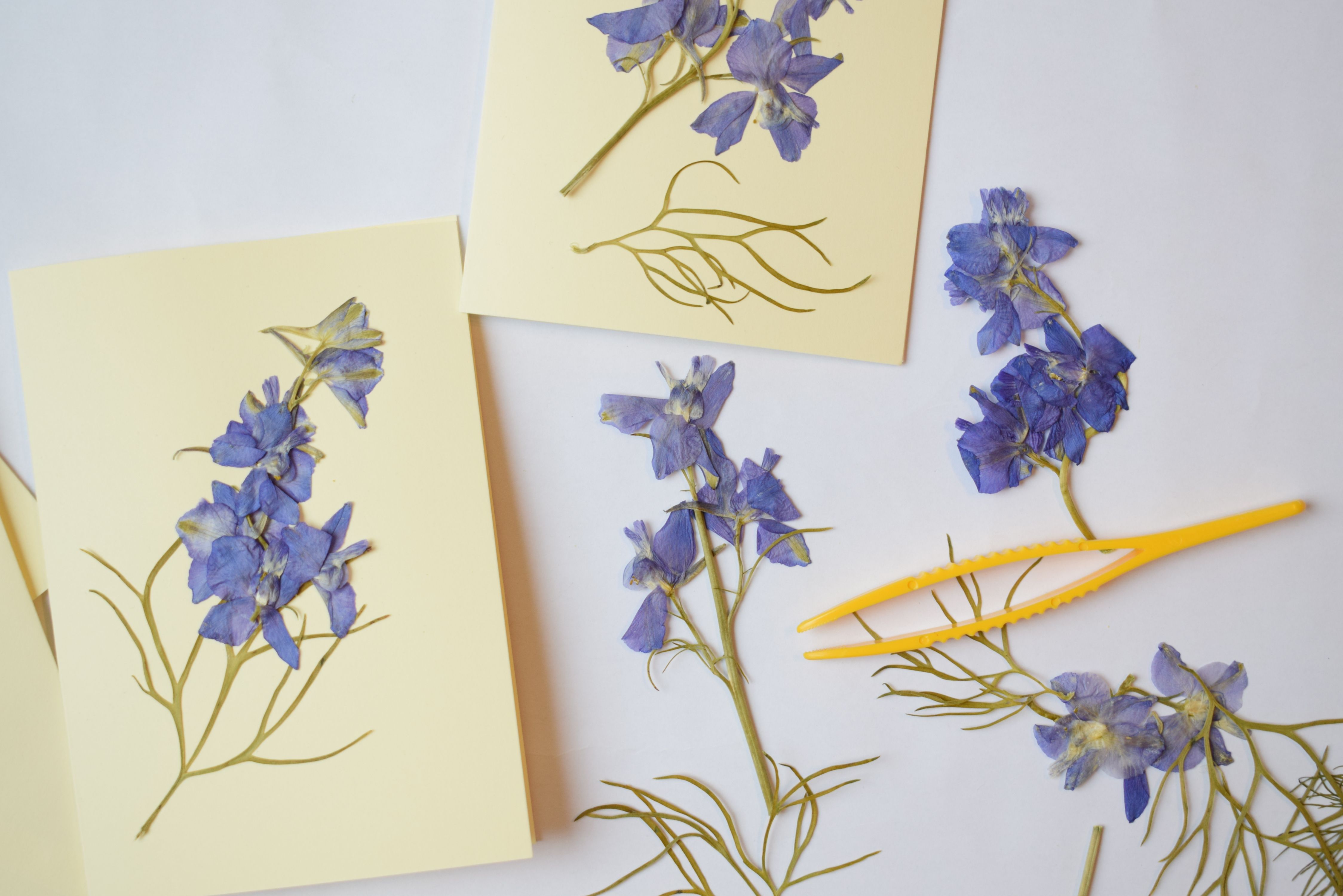 making pressed flower cards