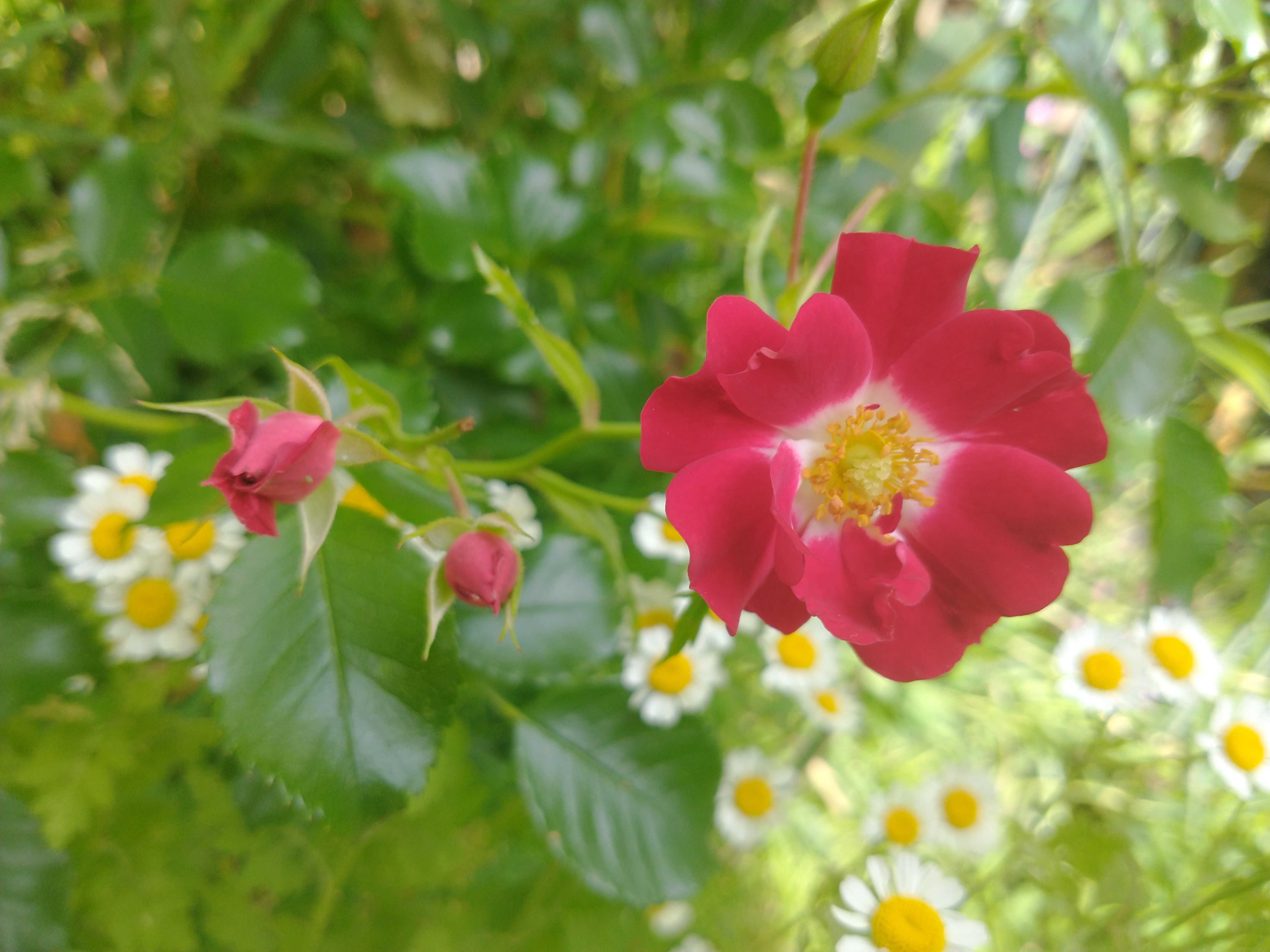 roses for pressing
