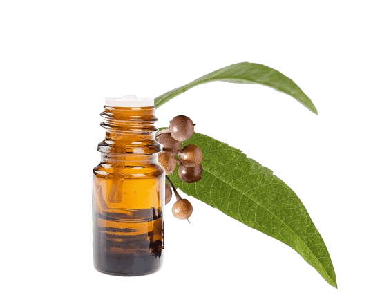 Eucalyptus