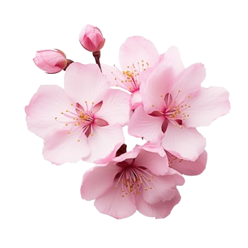 Cherry Blossom