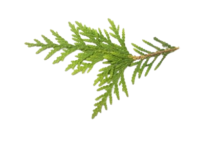 Cypress