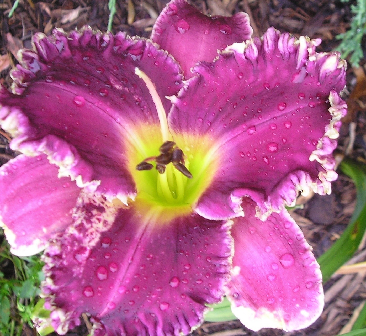 Rockyridge Daylilies and Irises