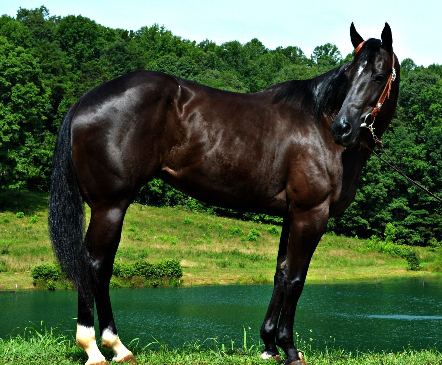 Carolina Horse Company Tack&Supply