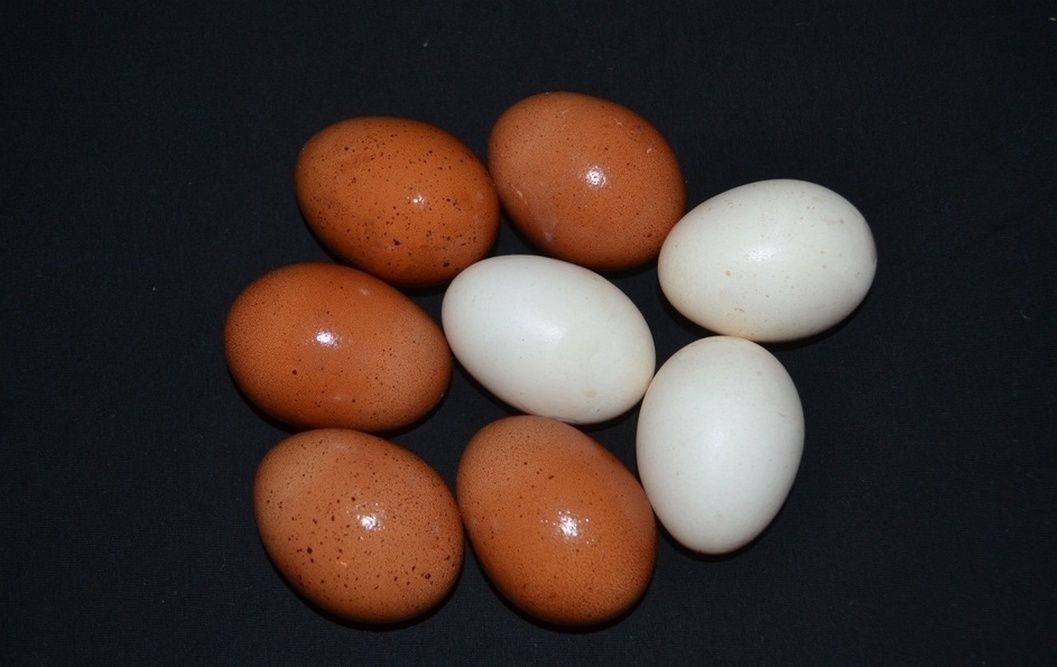 Фото курицы с яйцами.