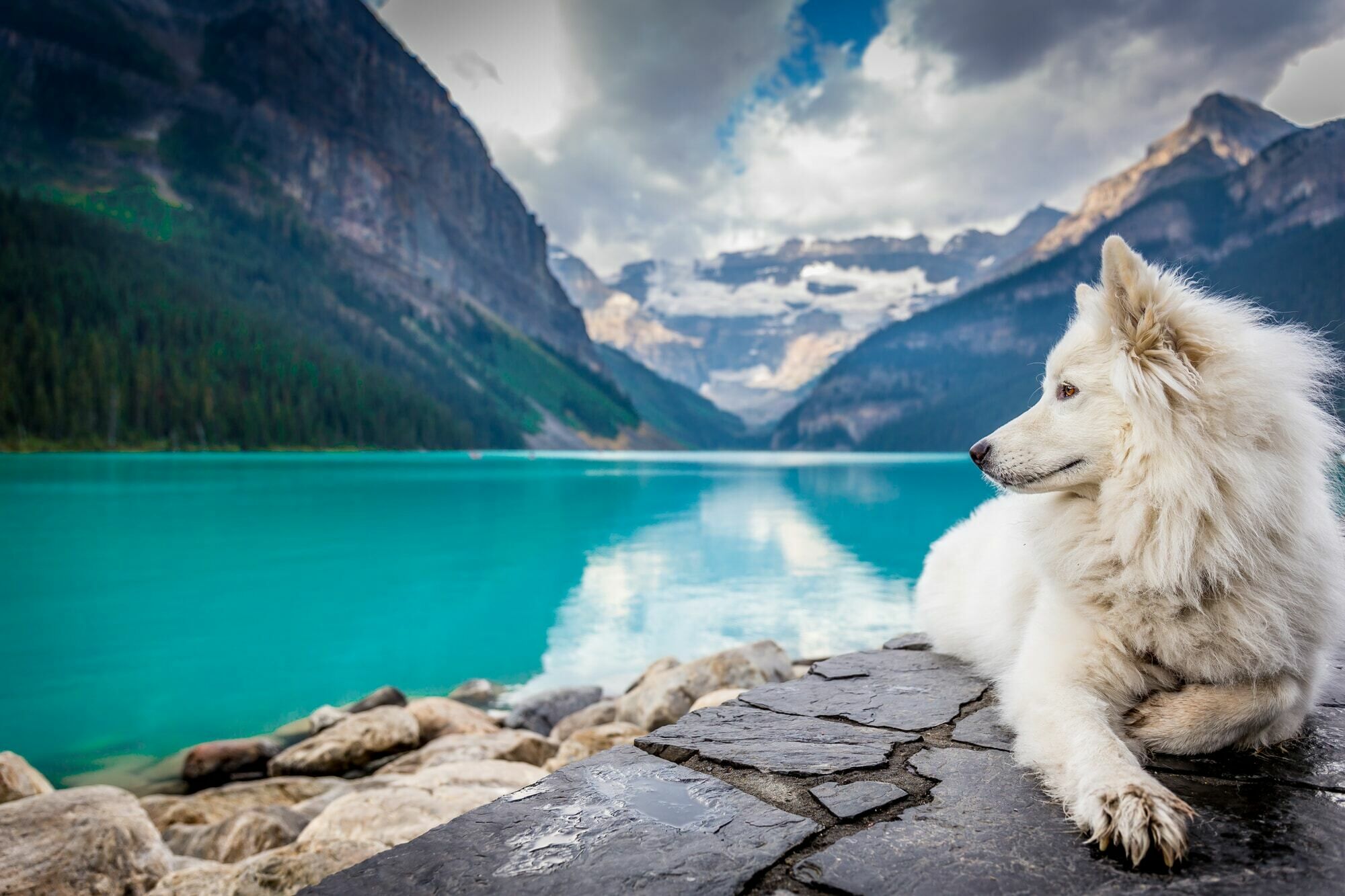 Supplipet Pet Nutrition