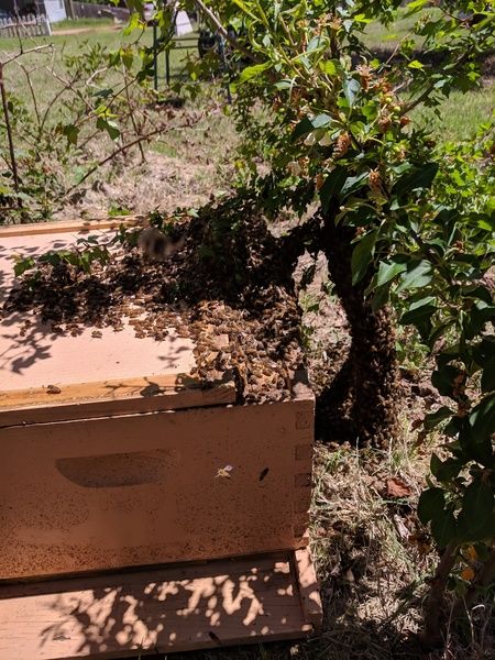 Mr B's Apiary