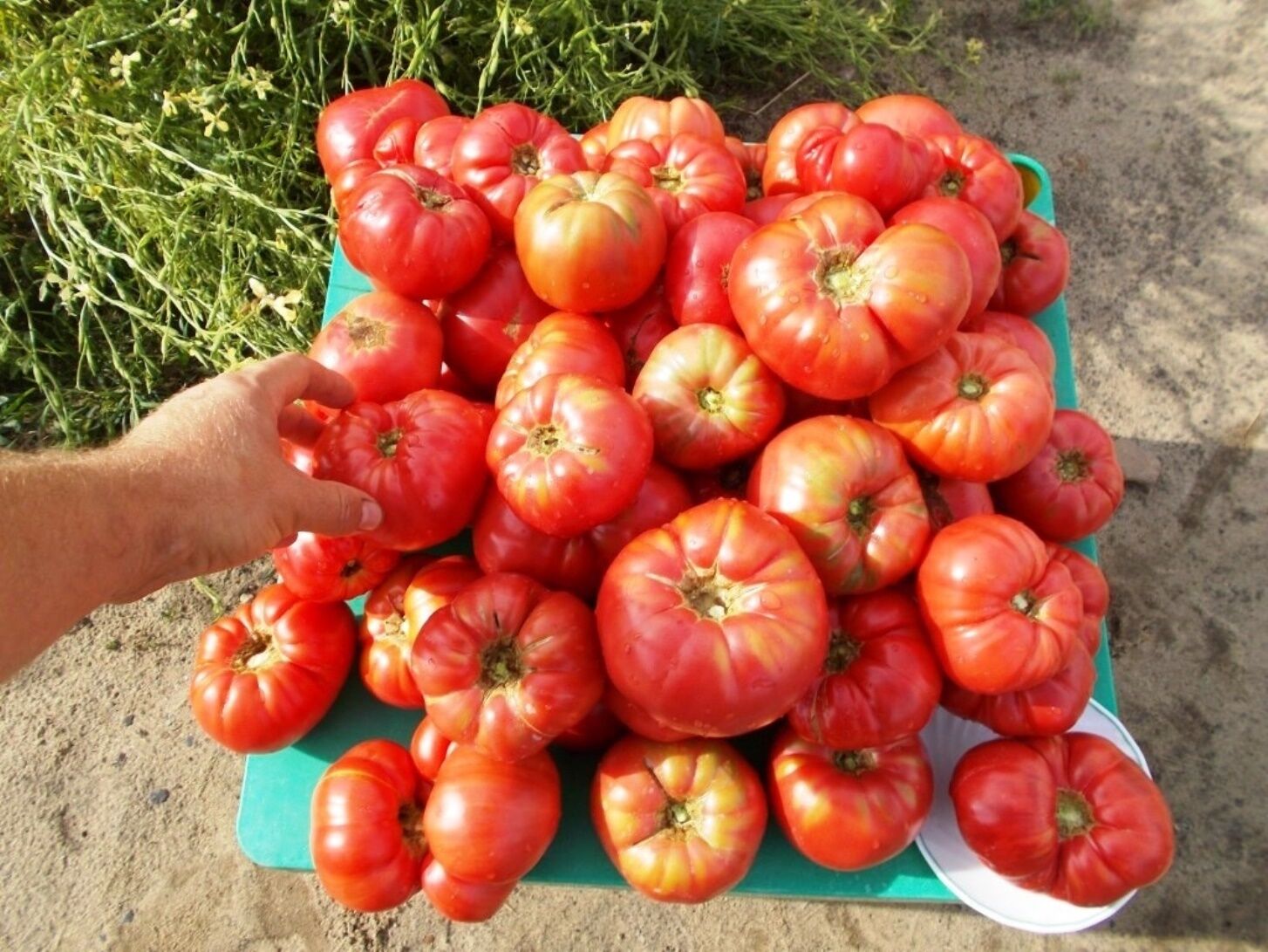 Помидоры на окне. Помидоры дома на подоконнике. Вершинная гниль фото. Томатный домик. Домашний томат.