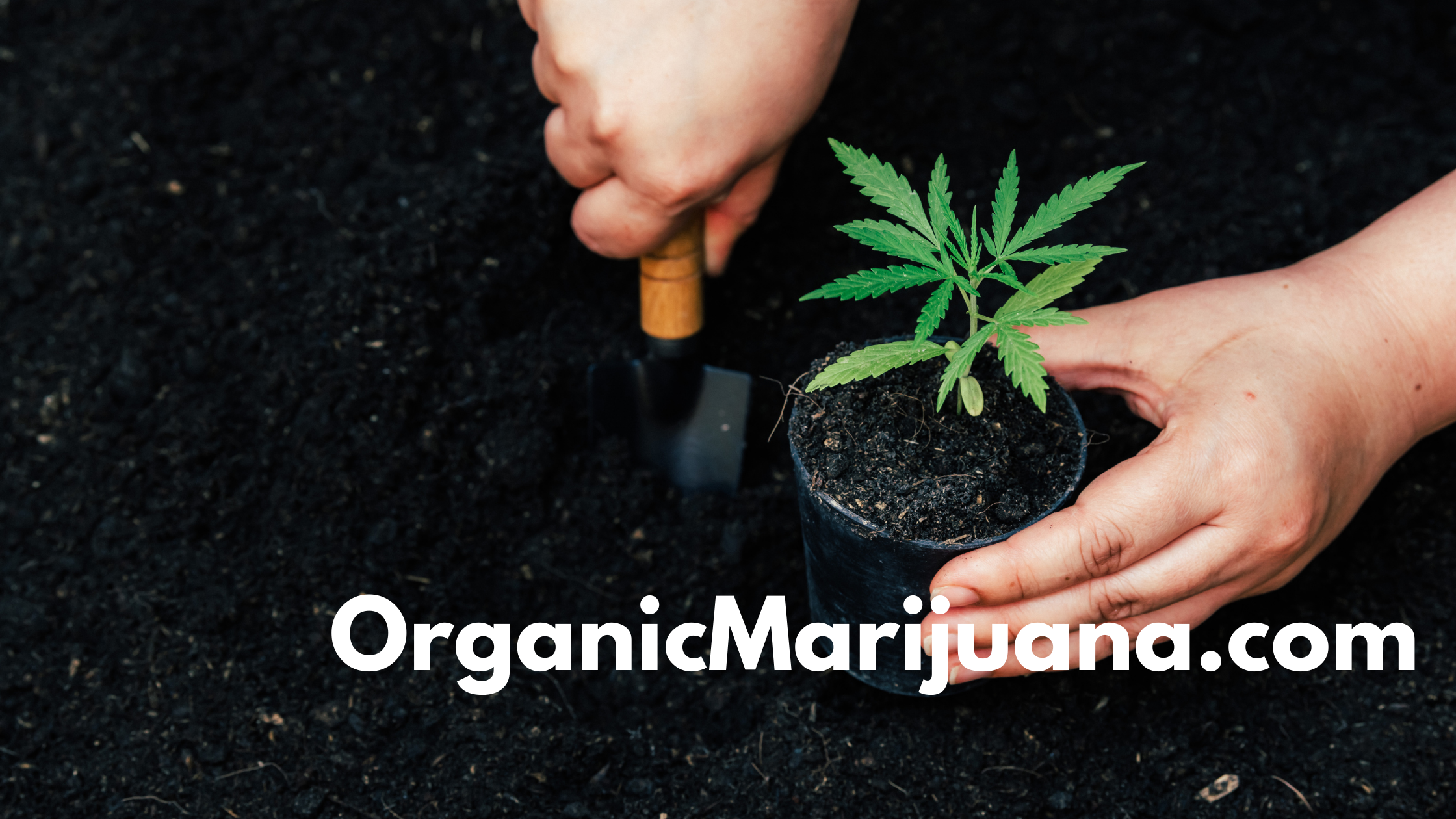 OrganicMarijuana.com