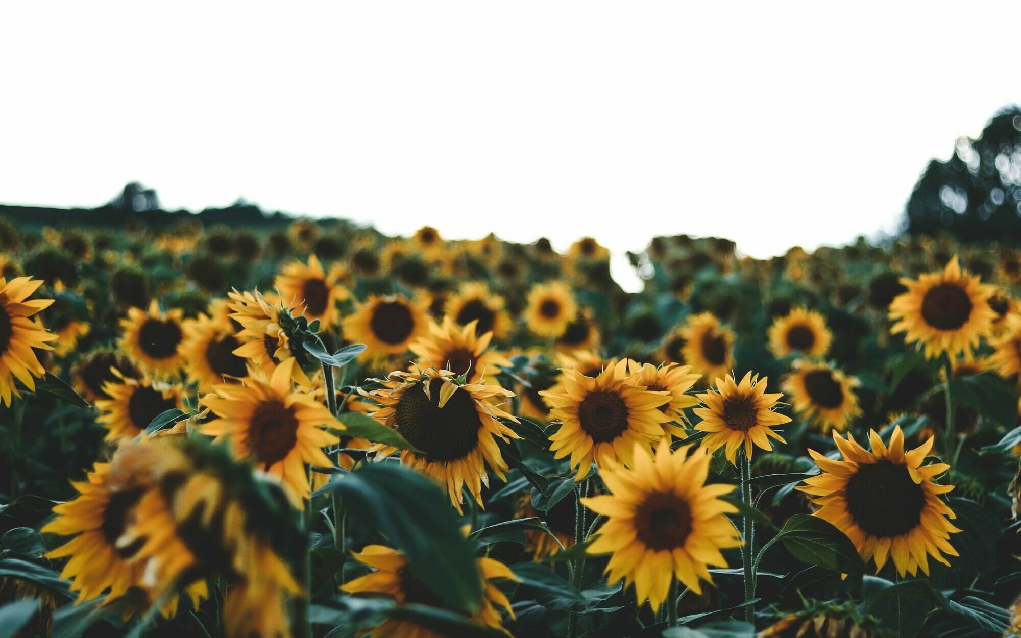 WOOLBRIGHT FARMERS MARKET