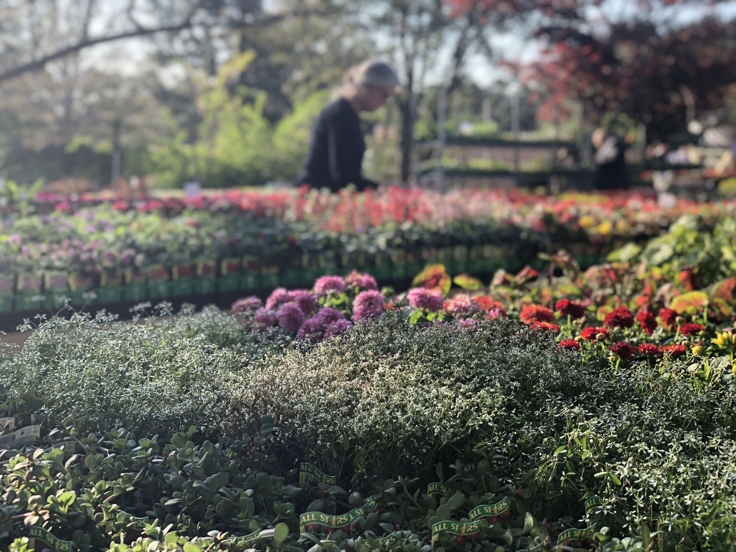 MEMPHIS BOTANIC GARDEN