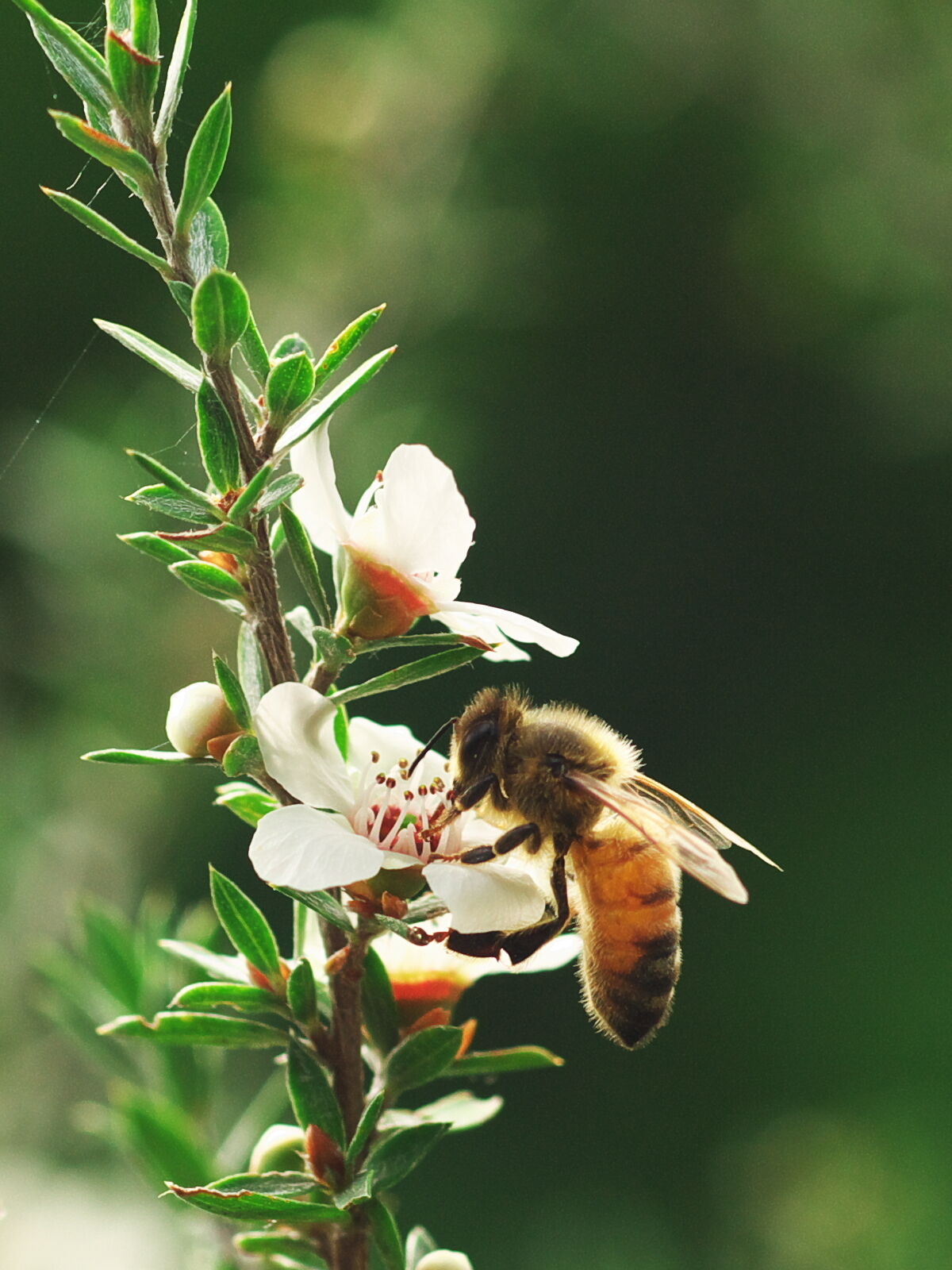 Grumpy Bee Tasmanian Honey Manuka Online Store
