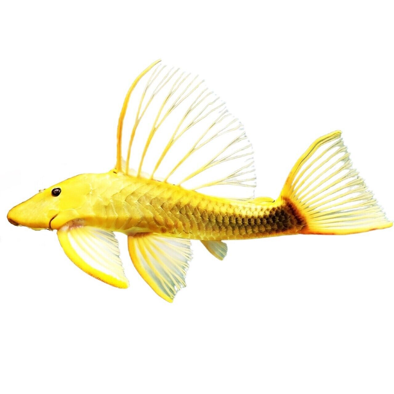 to Jason's Plecos & Cichlids LLC